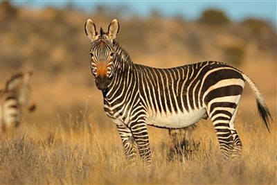 Bergzebra im Mountain-Zebra-Nationalpark